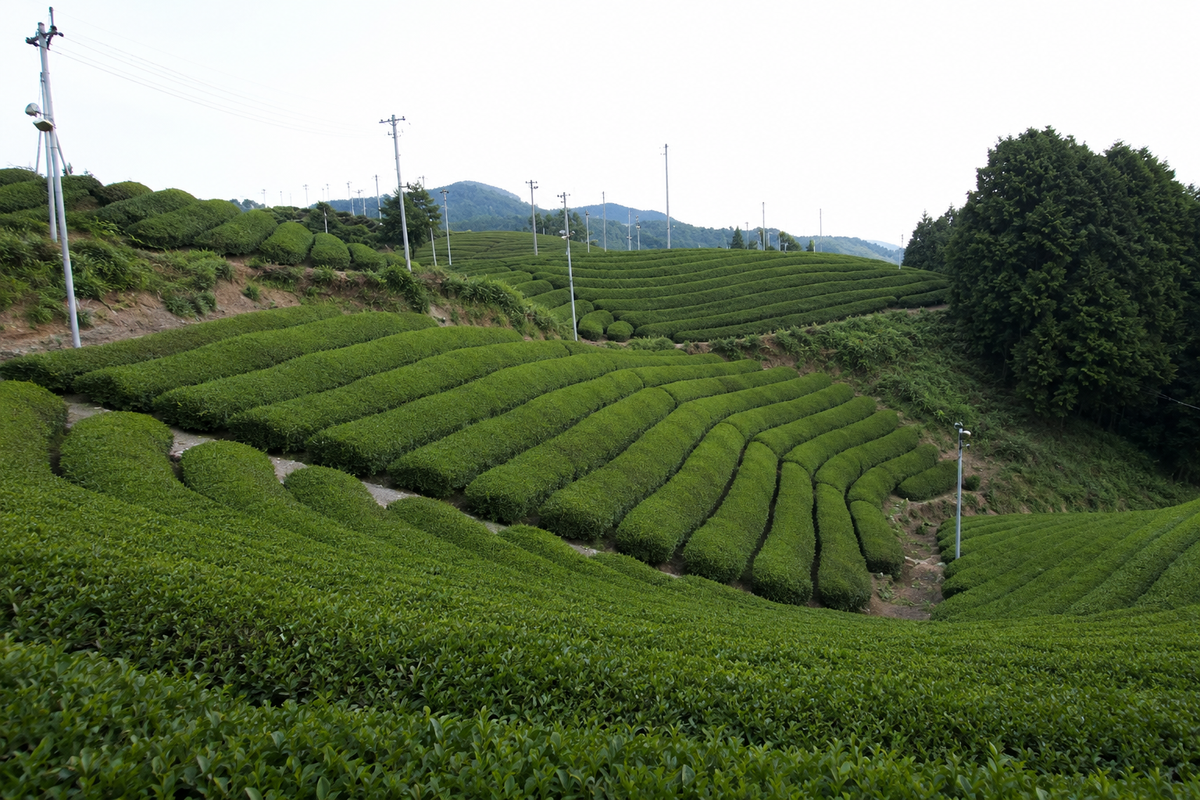 WakabaKaze tea farm